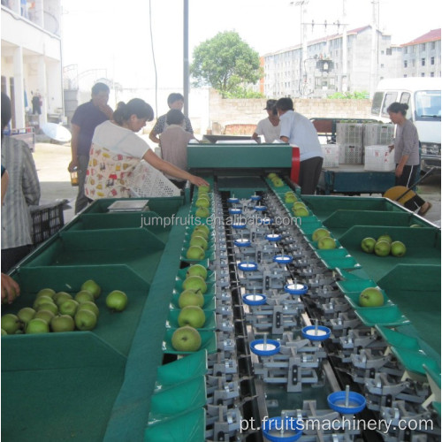 Máquina de classificação de parafuso de frutas projetada com transportador